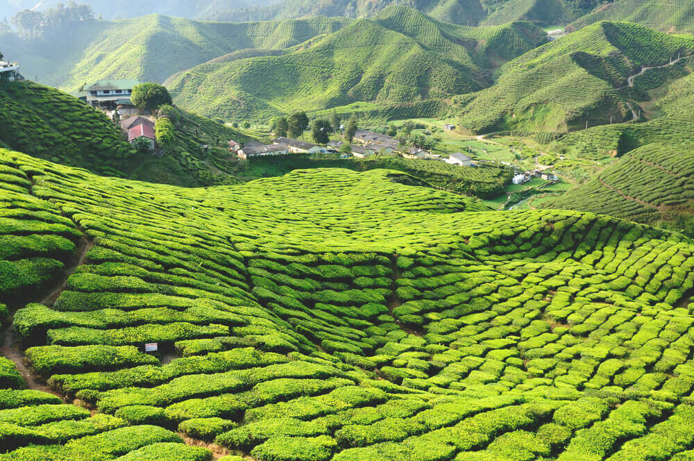 Tea plantations in the Cameron Highlands