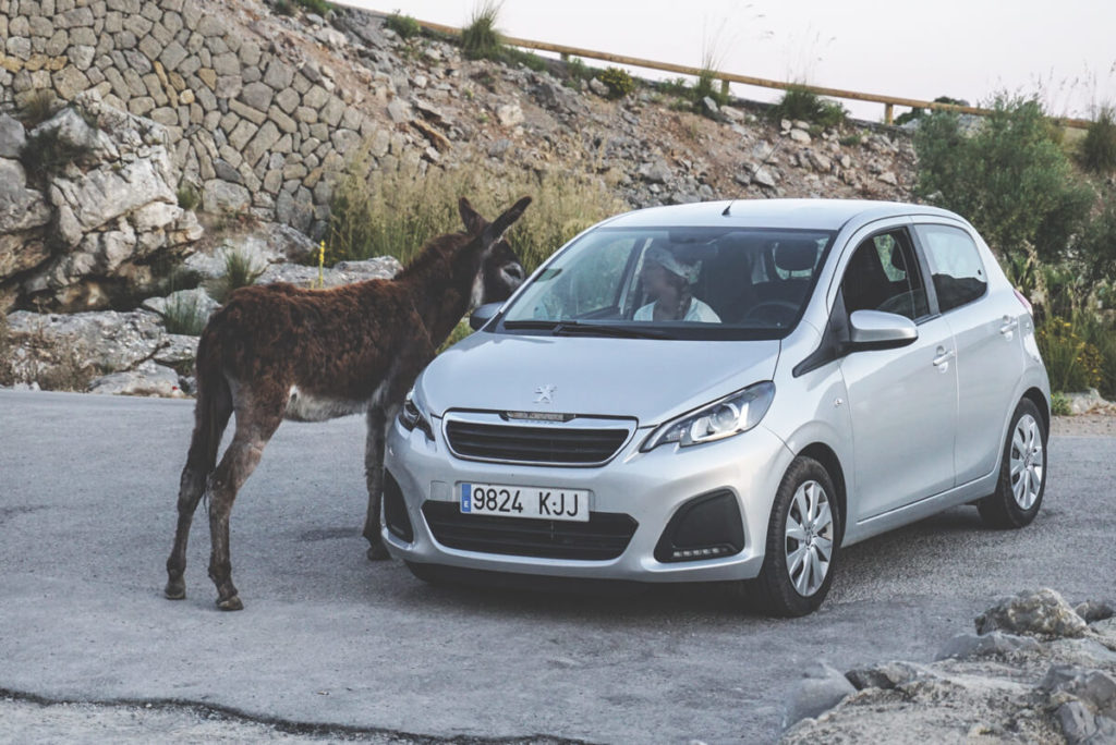 mallorca-reise-serra-de-tramuntana-wilde-esel
