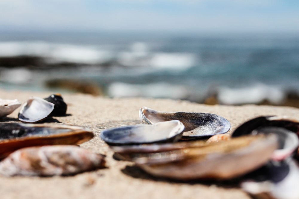 mossel-bay-suedafrika-muscheln-strand