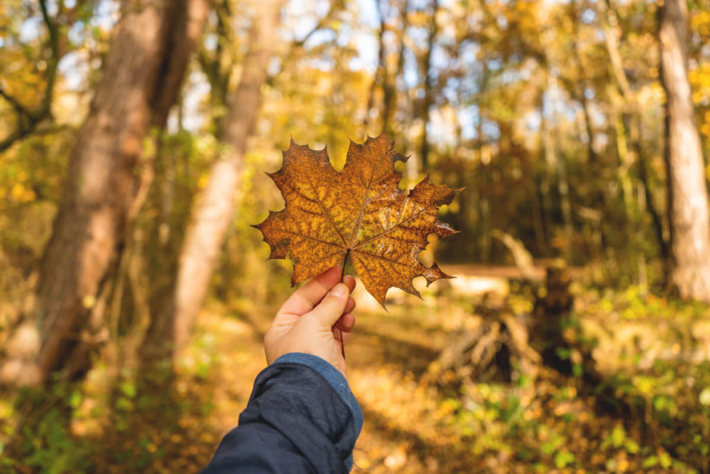 mueritz-nationalpark-natur-herbst