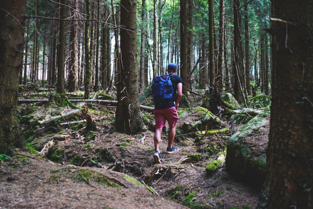 nationalpark-harz-brockenwanderung-wald