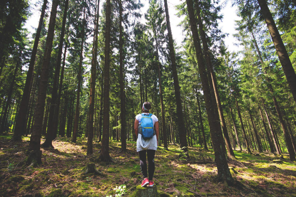 nationalpark-hunsrueck-hochwald-saarland-wald-1