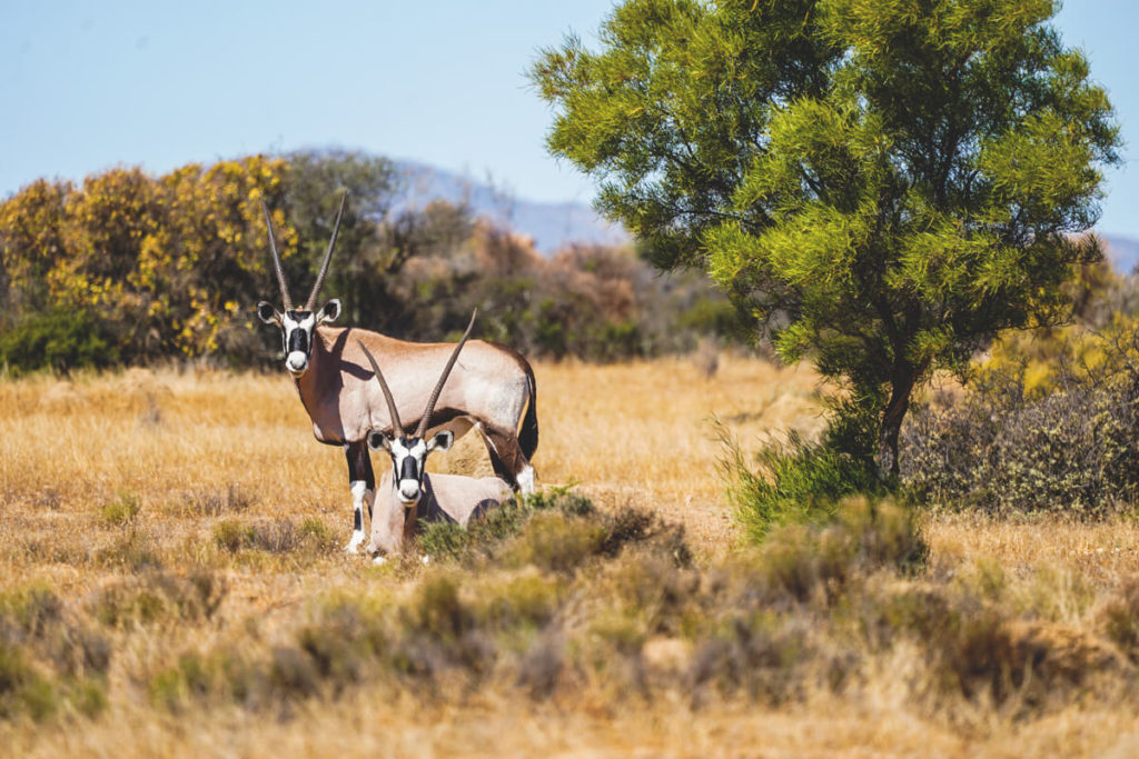 northern-cape-suedafrika-namaqua-national-park-oryx-antilopen