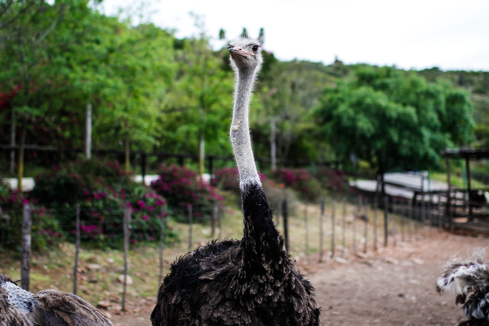 oudtshoorn-suedafrika-cango-ostrich-show-farm