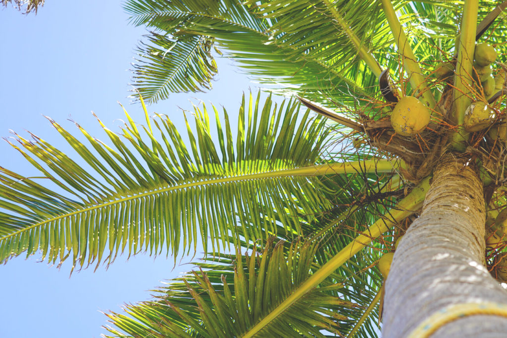 palmen-belize-karibik-silk-cayes