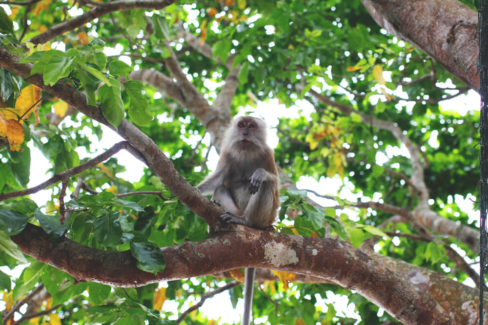 penang-in-malaysia-monkey-beach