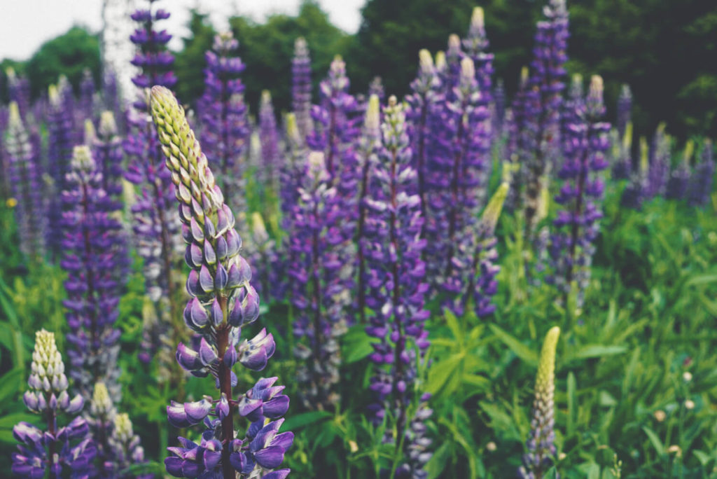 saarland-natur-blumen-hunsrueck-hochwald