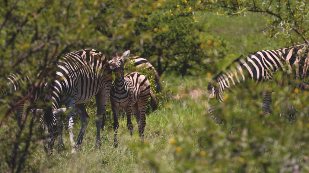 safari-krueger-nationalpark-zebra-kind