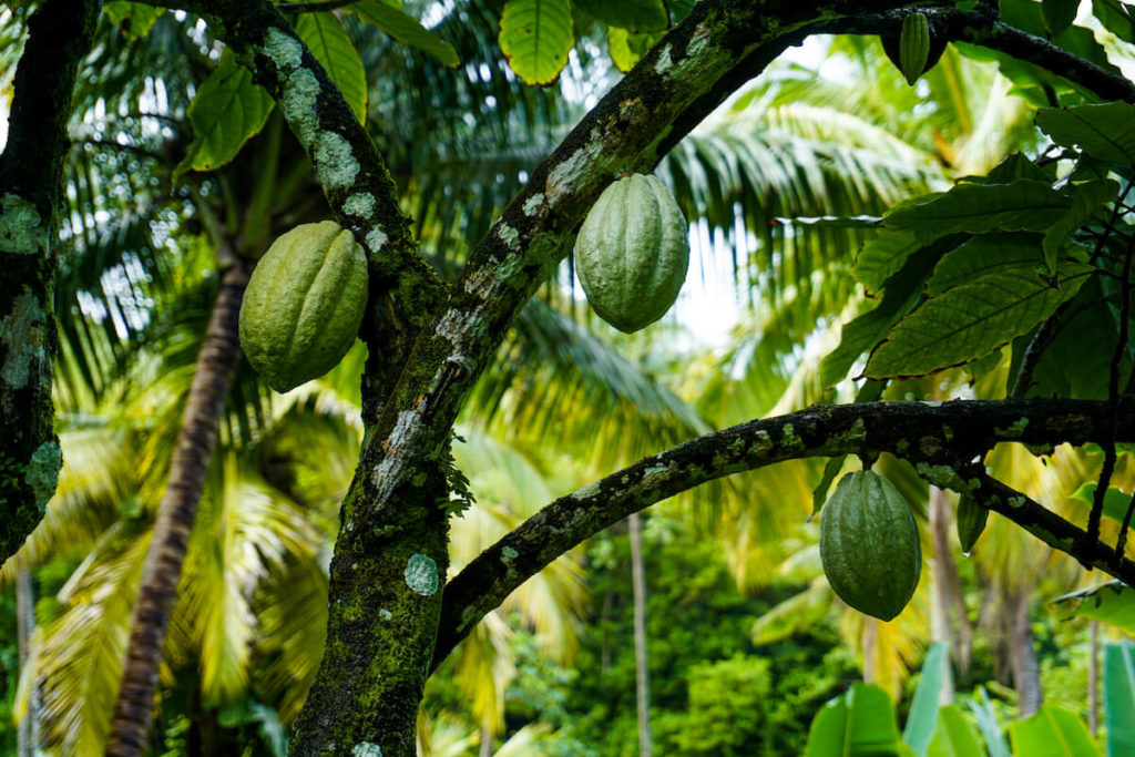 saint-lucia-fond-doux-plantation-ausflug