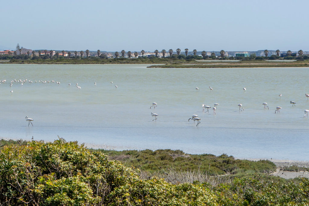 sardinia-sights-west-Sinis-Peninsula-Flamingos