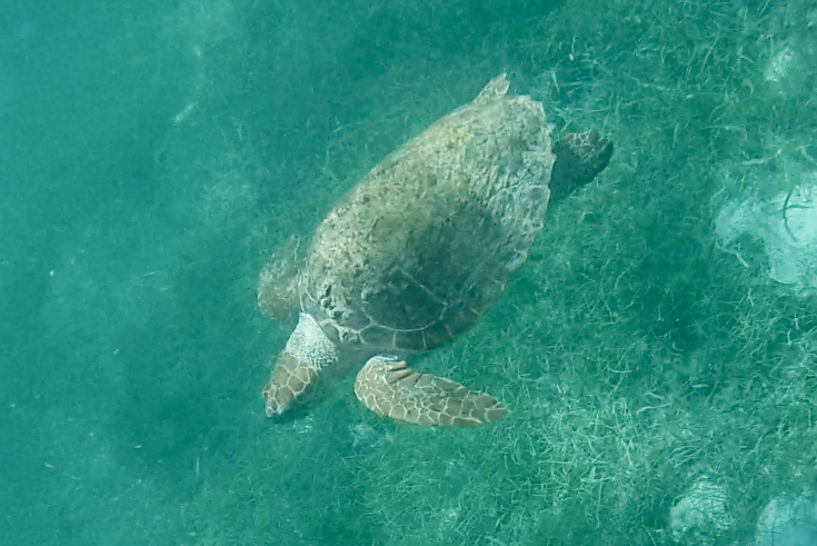 schildkroete-belize-schnorcheln-cilk-caye