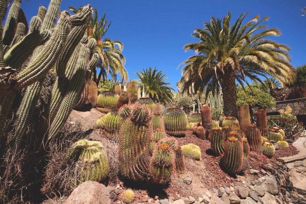 sehenswuerdigkeiten-auf-gran-canaria-cactualdea-park (1) (1)