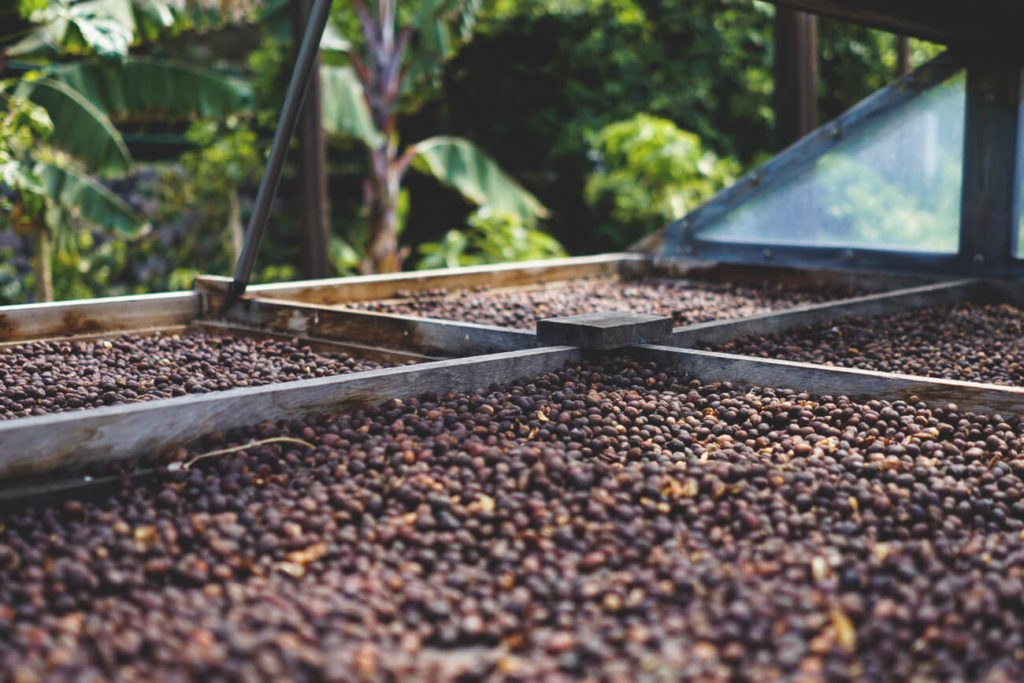 sehenswuerdigkeiten-gran-canaria-los-berrazales-kaffeeplantage