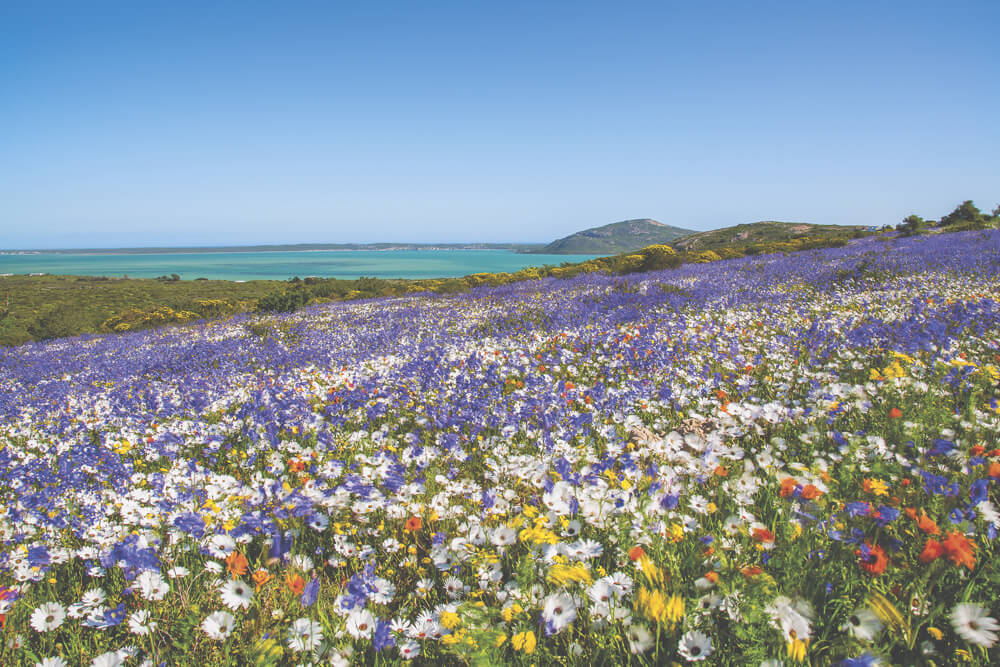 sehenswuerdigkeiten-in-suedafrika-west-coast-national-park