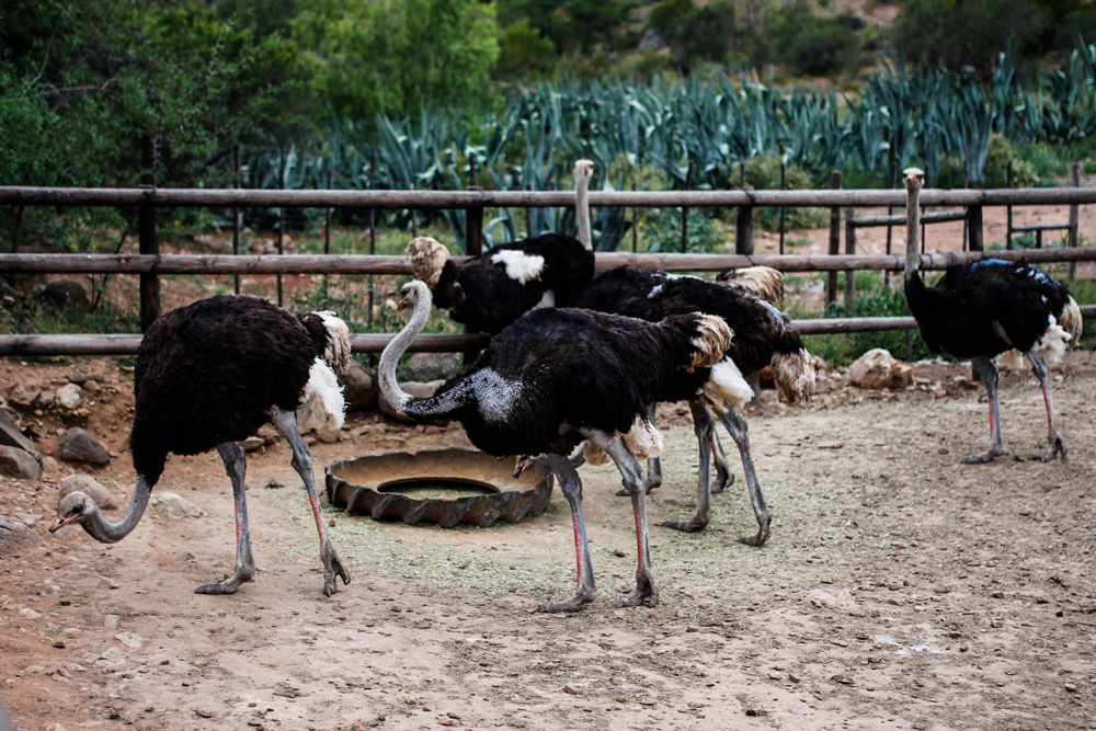 strauss-cango-ostrich-farm-oudtshoorn-suedafrika
