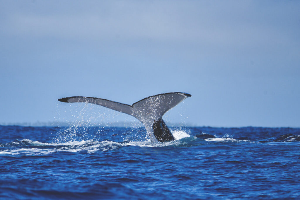 tonga-reise-mit-walen-schwimmen-buckelwal