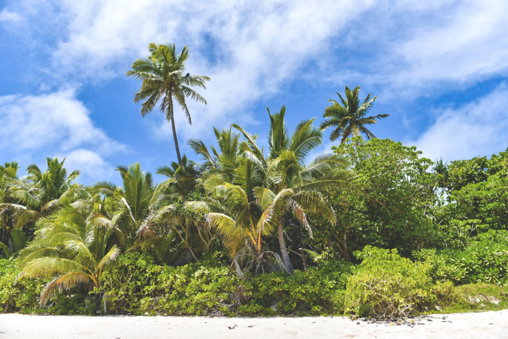 tonga-reise-strand-palmen
