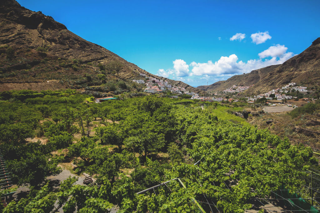 weinanbau-kaffeeanbau-gran-canaria-agaete