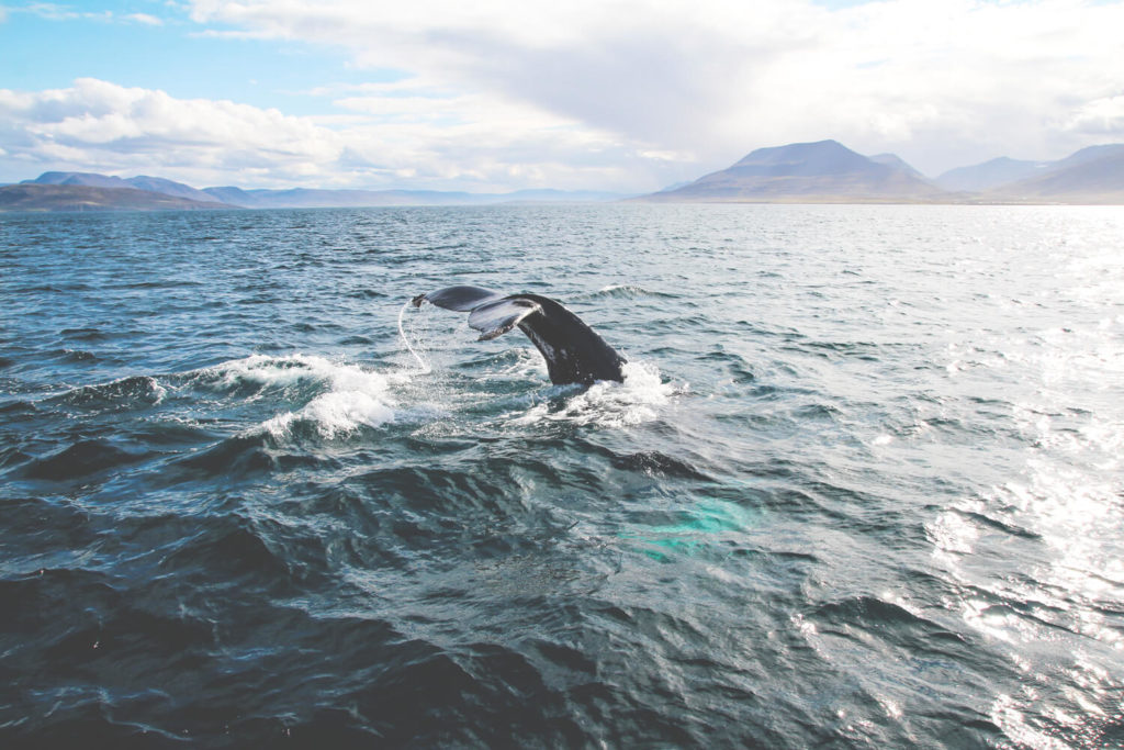 whale-watching-hauganes-island-iceland