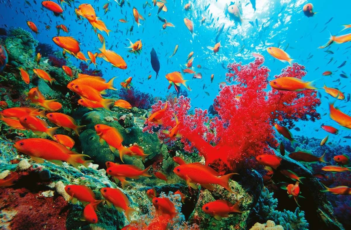 The Red Sea on the map: mysteries, myths and incredible facts
