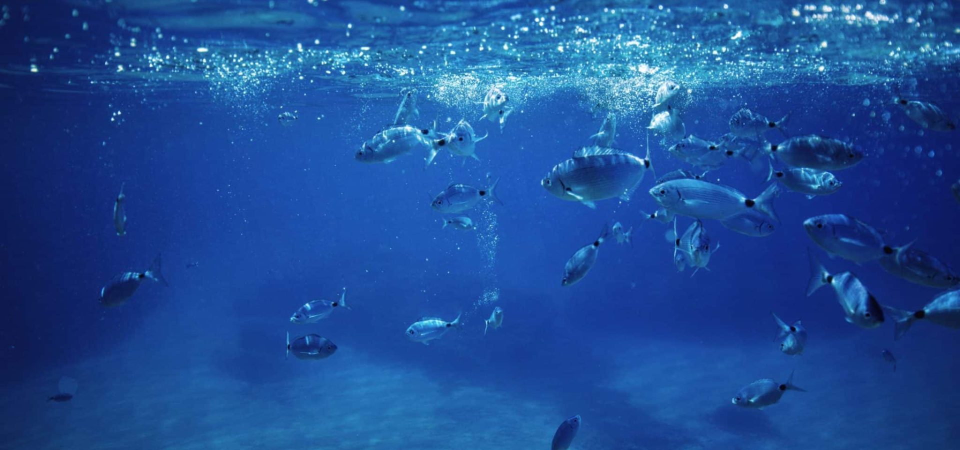 The Mediterranean Sea on the map: An amazing world in the heart of the planet
