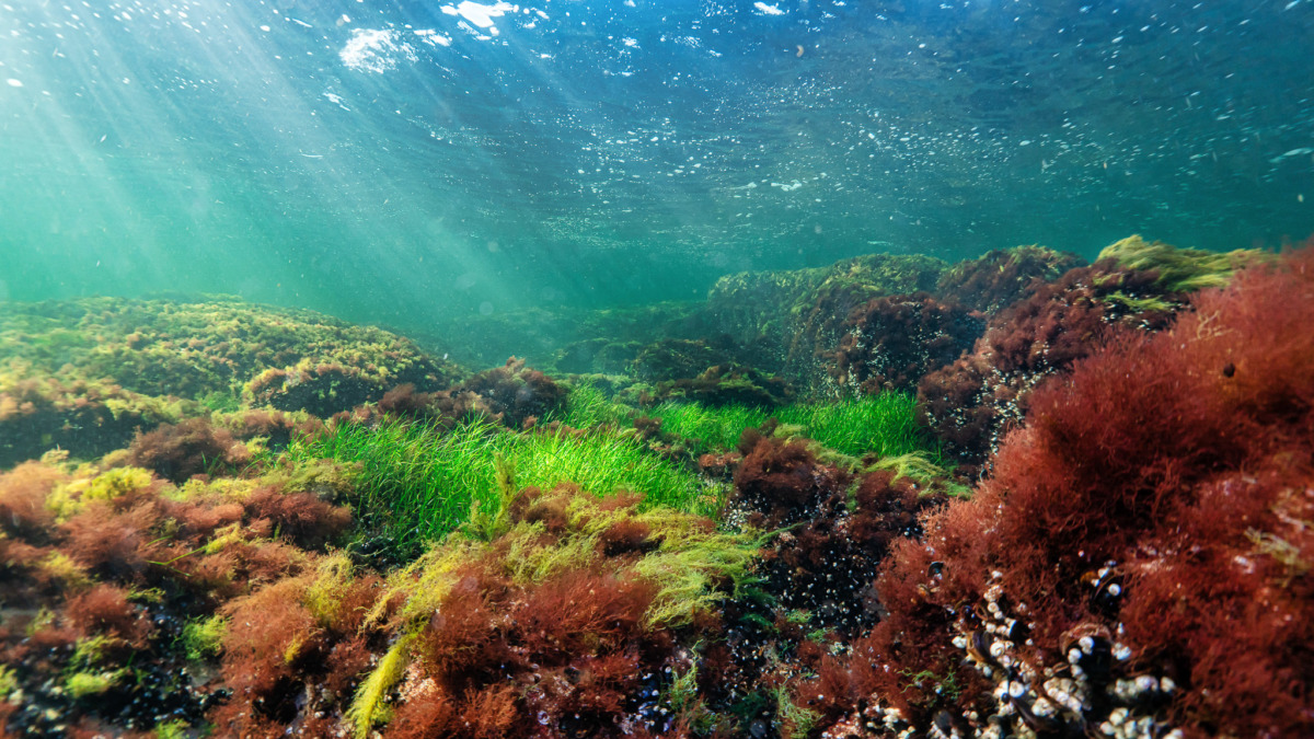 Балтійське море: Глибини природи, історії та культури